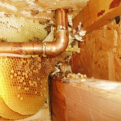 Honeycomb In Floor Joist