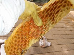 Pollen In Comb