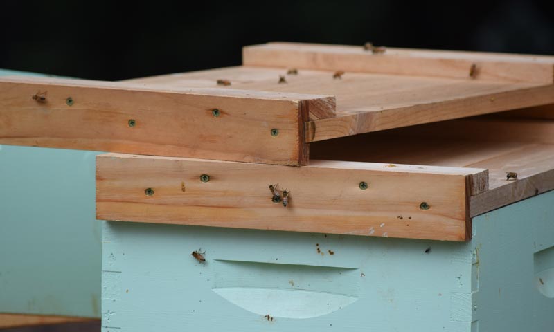 Bee Relocating